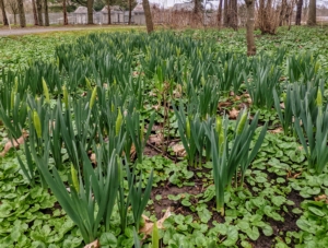 There are also patches of bold green daffodil foliage. The daffodils are growing so beautifully this season.