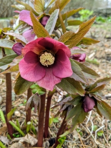 Hellebore flowers come in pretty much any color ranging from pink to red hues, shades of green, white and yellow, apricot and even deep purple.