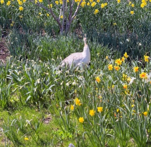But everyone enjoys the daffodils here - even my peafowl! What daffodils are growing around your home? Share your favorite varieties with me in the comments section below.
