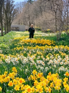 It's daffodil time! Here I am among these gorgeous flowers in one section of my daffodil border.