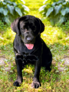This is a beautiful photo of Kima’s head. A Labrador, according to the standard, should have a head that possesses “’kind’ friendly eyes, expressing character, intelligence and good temperament.” Kima has a lovely head and beautiful almond-shaped, brown eyes.