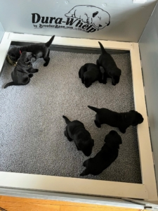 Here the puppies are almost three weeks of age. Their eyes have opened, they have begun to hear noises, and have started walking and rolling around.