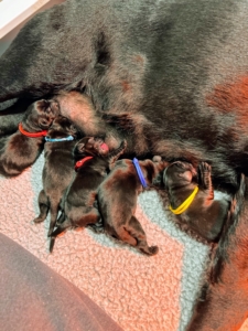 These five puppies had some milk while Kima was taking a break from whelping. Letting puppies nurse while their mother is in labor naturally produces oxytocin, a hormone that stimulates labor and contractions.