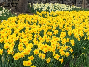 The daffodil border is broken up into various groupings – different varieties, different shapes and sizes, and different blooming times. I love photographing the swaths of blooms - they look magnificent this season.