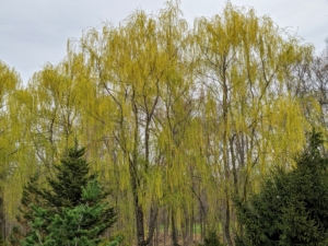 From the carriage road looking up above the pinetum, one can see the gorgeous golden yellow of the weeping willows.