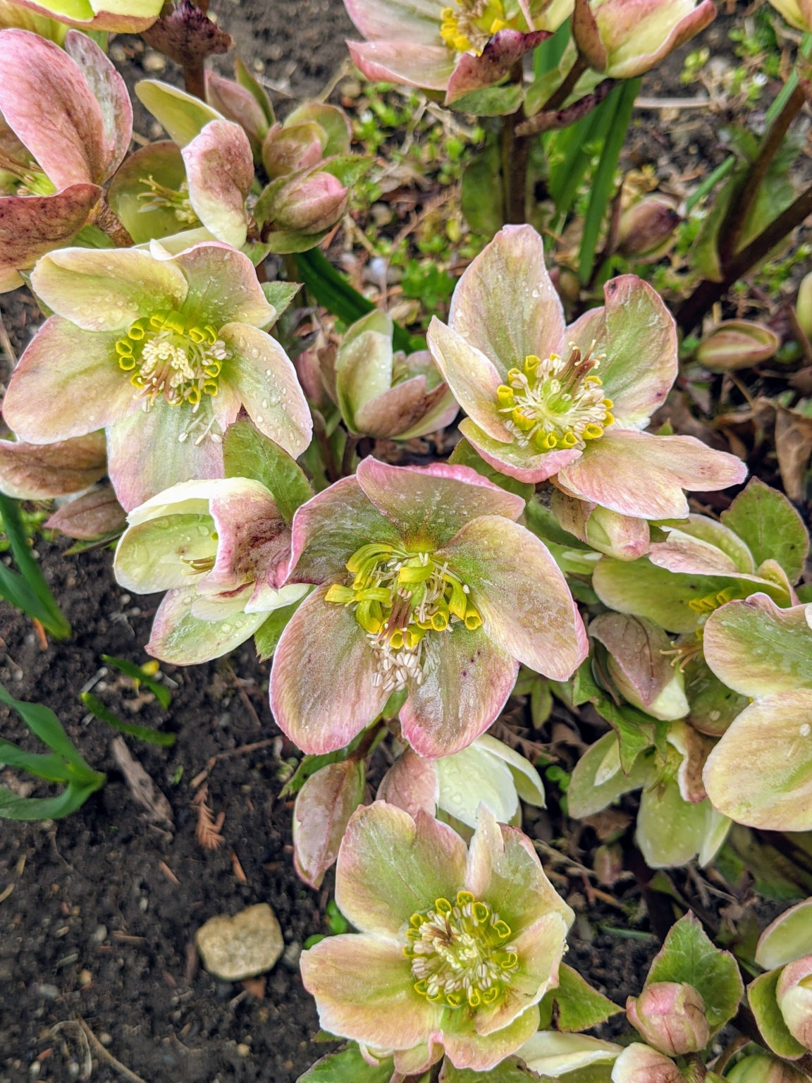 Flowering Hellebores The Martha Stewart Blog