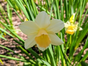 This daffodil has six white petals and a soft yellow cup.