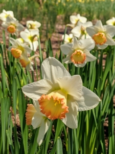 Narcissus is a genus of spring perennials in the Amaryllidaceae family. They’re known by the common name daffodil, and there are no stringent rules as to the differences between daffodils, jonquils, and narcissus - all are the same.