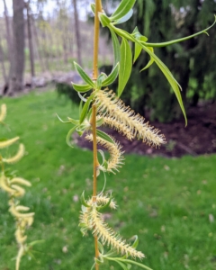 The trees' long, tube-shaped flower clusters called catkins make their appearance just before weeping willow leaves reappear on the branches. The flower clusters are filled with nectar, which insects carry for pollination.