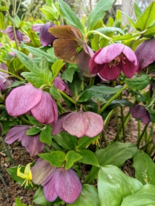 Hellebores can reach up to 36 inches in height and width, so be sure to position hellebores in protected areas away from winter winds.
