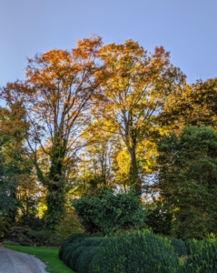 This is a view of the maples from last fall. Acer saccharum, the sugar maple, is a species of flowering plant in the soapberry and lychee family Sapindaceae. It is native to the hardwood forests of eastern Canada and eastern United States. Sugar maple is best known for being the primary source of maple syrup and for its brightly colored fall foliage.