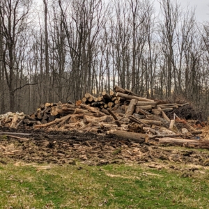This may be our largest pile of debris yet at the farm! It's all piled up in my large compost yard ready for the tub grinder.