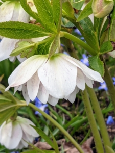 Given the right conditions, hellebores will spread nicely in the garden and look beautiful through the season. Wherever you live, I hope you are able to enjoy some of the colors of spring.