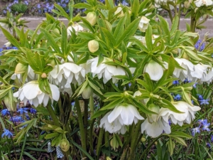 Hellebores also come in many varieties, from veined or picotee, and single, anemone or double flowers.