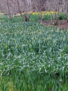 Look at the foliage - so green and plentiful. I cannot wait to share photos of the swaths of daffodil flowers blooming along the border that stretches down one side of my farm.