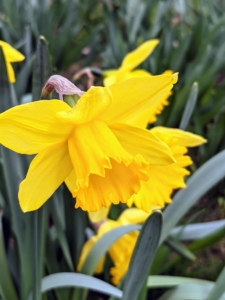 Here's another daffodil in its gorgeous splendor. Daffodils are some of the easiest spring flowering bulbs to grow, and are perennial, so they reliably come back year after year.