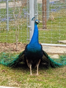 Hello my blue boy! Here is one of my mature blue peacocks enjoying the mild weather and flowers outside his pen.