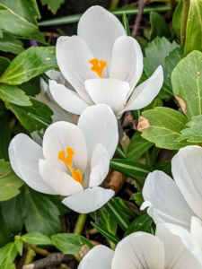 Many of the crocus flowers are still blooming beautifully. These are beneath my allee of pin oaks.