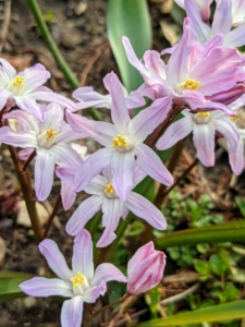 They also come in dainty pink. The flowers have up to 10 star-shaped, six-petaled clustered pale flowers with white centers atop dark stems and sparse, narrow foliage.