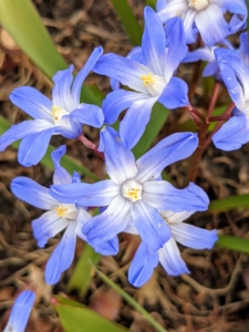 Chionodoxa, known as glory-of-the-snow, is a small genus of bulbous perennial flowering plants in the family Asparagaceae, subfamily Scilloideae, often included in Scilla.