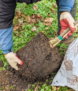 Next, Phurba scarifies the roots of the tree. Scarifying stimulates root growth. Essentially, Phurba breaks up small portions of the root ball to loosen the roots a bit and create some beneficial injuries. This helps the plant become established more quickly in its new spot.