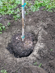 The tree is placed into the hole and then checked to be sure it is at the right depth.
