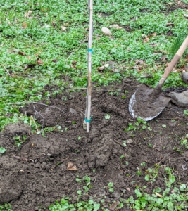Finally, the hole is backfilled and tamped down lightly to establish good contact between the soil and the plant root ball. The area is then groomed with a soft rake, so the soil is neat and tidy around the tree.