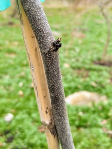 The bark of the eastern redbud starts smooth and brown. Later, it will be ridged and furrowed to scaly and dark gray.
