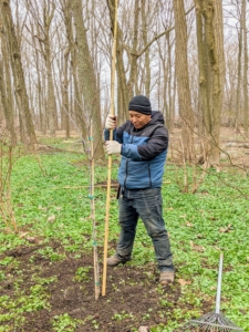 Each of my four new redbud trees is also staked with tall bamboo. Phurba makes sure the stake is secured into the soil at least a couple feet deep.
