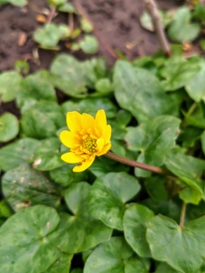 The flowers of marsh marigold are yellow. Marsh marigold is a perennial herb in the buttercup family, also known as cowslip, cowflock, or kingcup.