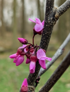 Cercis canadensis 'Merlot' displays lovely pea-like bright pink flowers held in clusters that cover the tree's bare branches in spring before the foliage emerges.