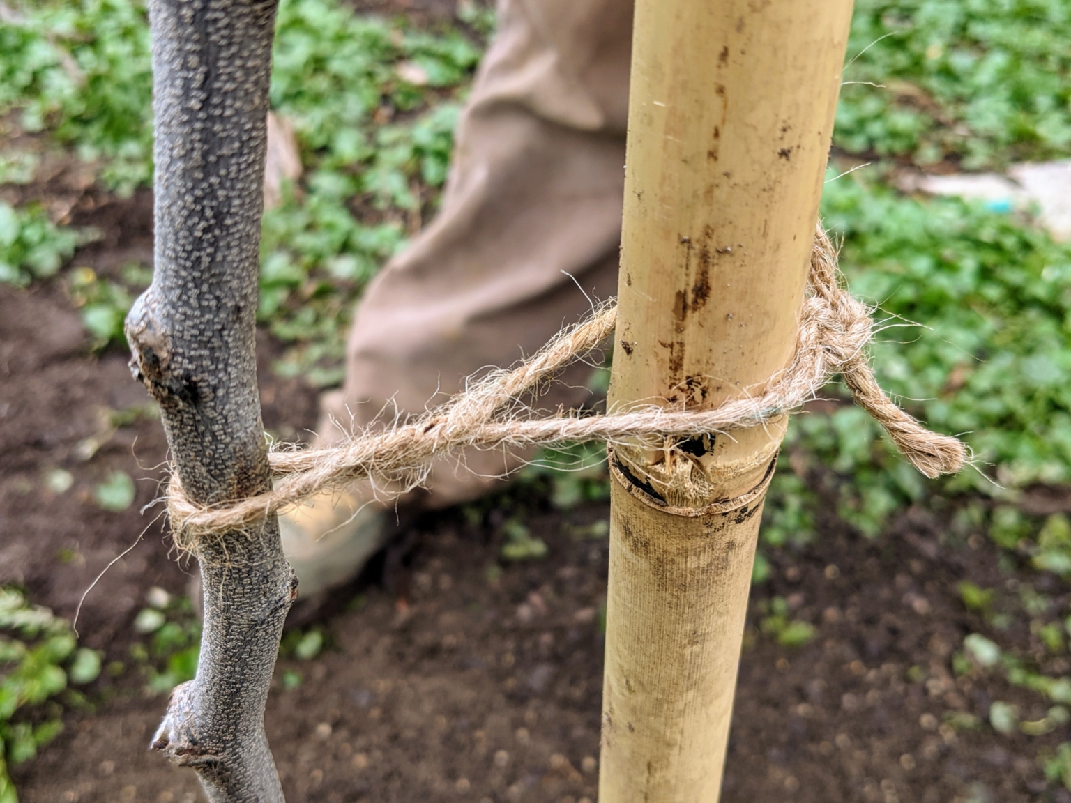 Planting Redbud Trees - The Martha Stewart Blog