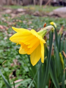 They are beginning to open everywhere. I will be sure to share lots of photos of the daffodils all around the farm when they're all in bloom. Spring is definitely here.