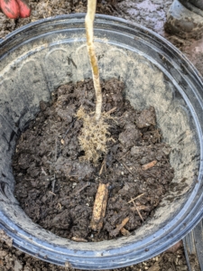Each pot is prepared with a small layer of soil ready for the tree and backfill. Pasang plants each specimen carefully, so it is straight and centered in the container.