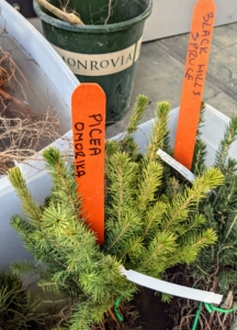Some of the trees we're potting include Picea omorika, also known by the common name Serbian spruce - a species of coniferous tree endemic to the Drina River valley in western Serbia, and eastern Bosnia and Herzegovina. The Black Hills spruce is a naturally symmetrical cone-shaped conifer with a dense, compact habit, and bright blue-green foliage when mature.