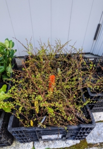 Golden barberry has bright solid yellow foliage year-round and is compact, adaptable, and very hardy. I have golden barberry growing on my terrace parterre.