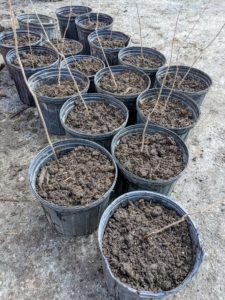 As each tree is potted, it is placed in a row with all like specimens.