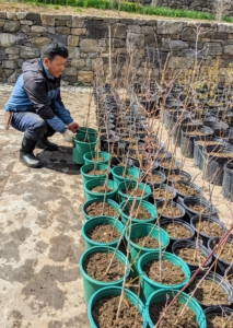 On the other side of this area, Phurba checks on the existing bare-root trees already in pots and growing well. He cleans the aisles and makes sure each plant has enough soil.