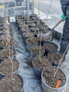Chhiring adds a top-dressing of mulch to the pots.