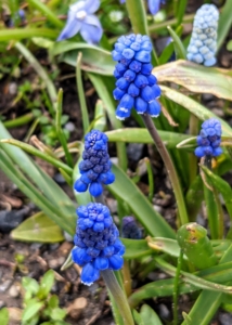 Muscari is a genus of perennial bulbous plants native to Eurasia that produce spikes of dense, most commonly blue, urn-shaped flowers that look like bunches of grapes in spring. Muscari is also known by its common name for the genus – grape hyacinth.