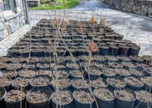 By late afternoon, hundreds of bare-root cuttings are potted and carefully arranged. I am confident these trees will thrive in these pots and be in excellent condition when it is time to plant them in their more permanent locations around the farm. April 22nd is Earth Day - I hope you'll consider planting a tree to celebrate. This year, the theme is "invest in our planet."