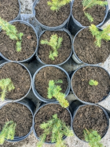 These evergreens will do so nicely in these pots until they are ready to be transplanted in their permanent locations.