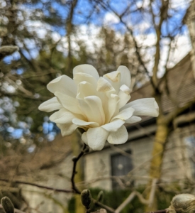 Some of the magnolia trees are also blooming. Magnolia is a large genus of about 210 flowering plant species in the subfamily Magnolioideae. It is named after French botanist Pierre Magnol. Growing as large shrubs or trees, they produce showy, fragrant flowers that are white, pink, red, purple or yellow.