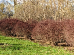 Just off the carriage road leading to my run-in horse paddock are several red Japanese barberry shrubs. Most striking are the deep reddish purple inch-long leaves that stand out this time of year.