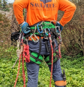 SavATree has been caring for my trees since I purchased the property. The crews include well trained arborists with all the necessary equipment for safely and efficiently maintaining all kinds of trees. The safety belts with all the carabiners and ropes can easily weigh about 25-pounds.