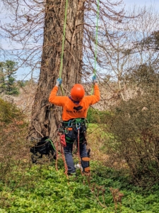 Ricardo uses a traditional method for climbing this tree. First he assesses his route and ensures his lines are all secure.