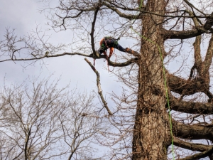 He also uses two lines tied in two places in the tree. The climbing line is tied at the higher point, while the climber moves the lower tie to where he is on the tree.