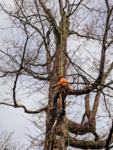 Once Ricardo is at the right spot, he carefully cuts down the needed branch that is already tied to another line. When the branch is severed, it goes down slowly to the ground instead of dropping.