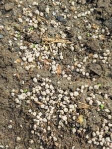 Here, a generous amount of triple super phosphate is sprinkled on the existing soil. This an enriched source of phosphorus. This will help root growth, and fruit formation.