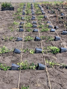 The seedlings are perfectly lined up under the twine. Until established, these holly plants will need at least weekly watering.